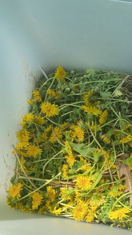 Dandelion Herbal Tea
